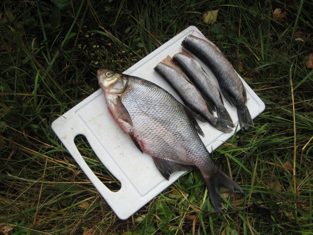 Предварительная просушка и проветривание рыбы