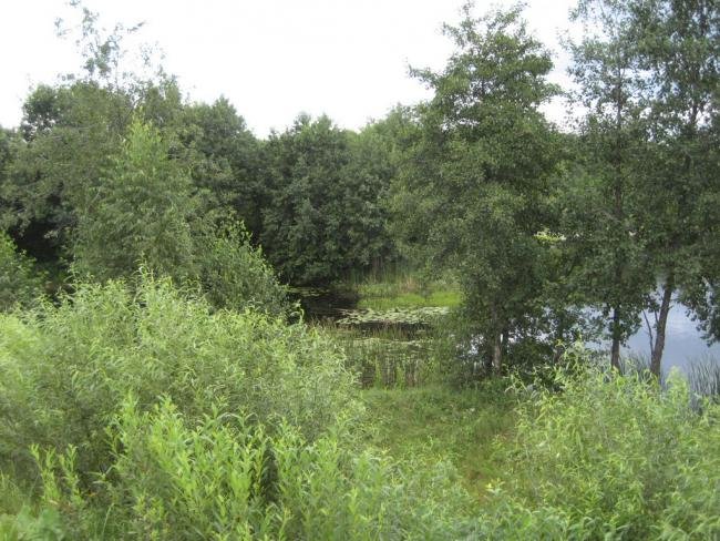 Лесной водоем по дороге в Выксу