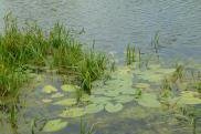 Трава и кувшинки на озере